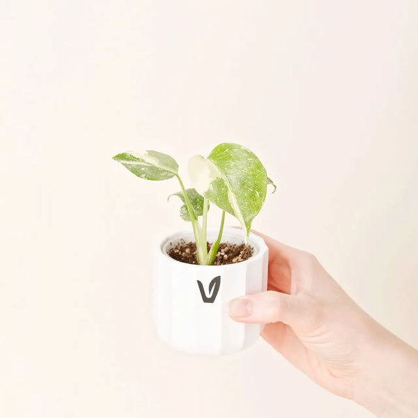 Monstera deliciosa ‘Thaï Constellation’ bébé (S)