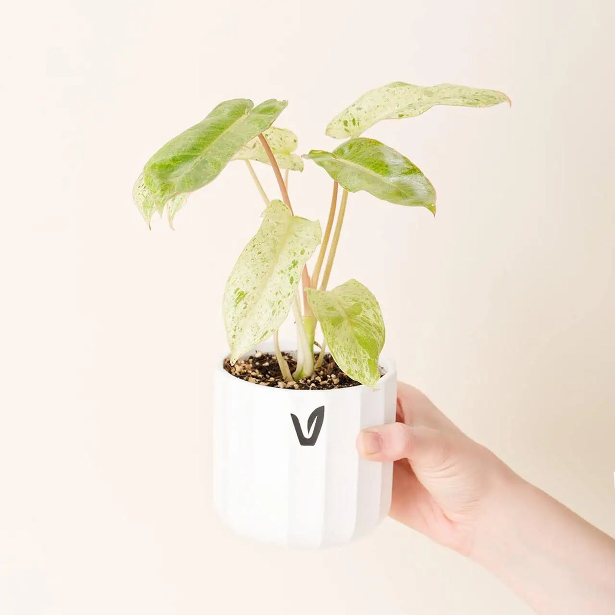 Philodendron ‘Paraiso Verde’ (M)