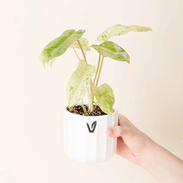 Philodendron ‘Paraiso Verde’ (M)