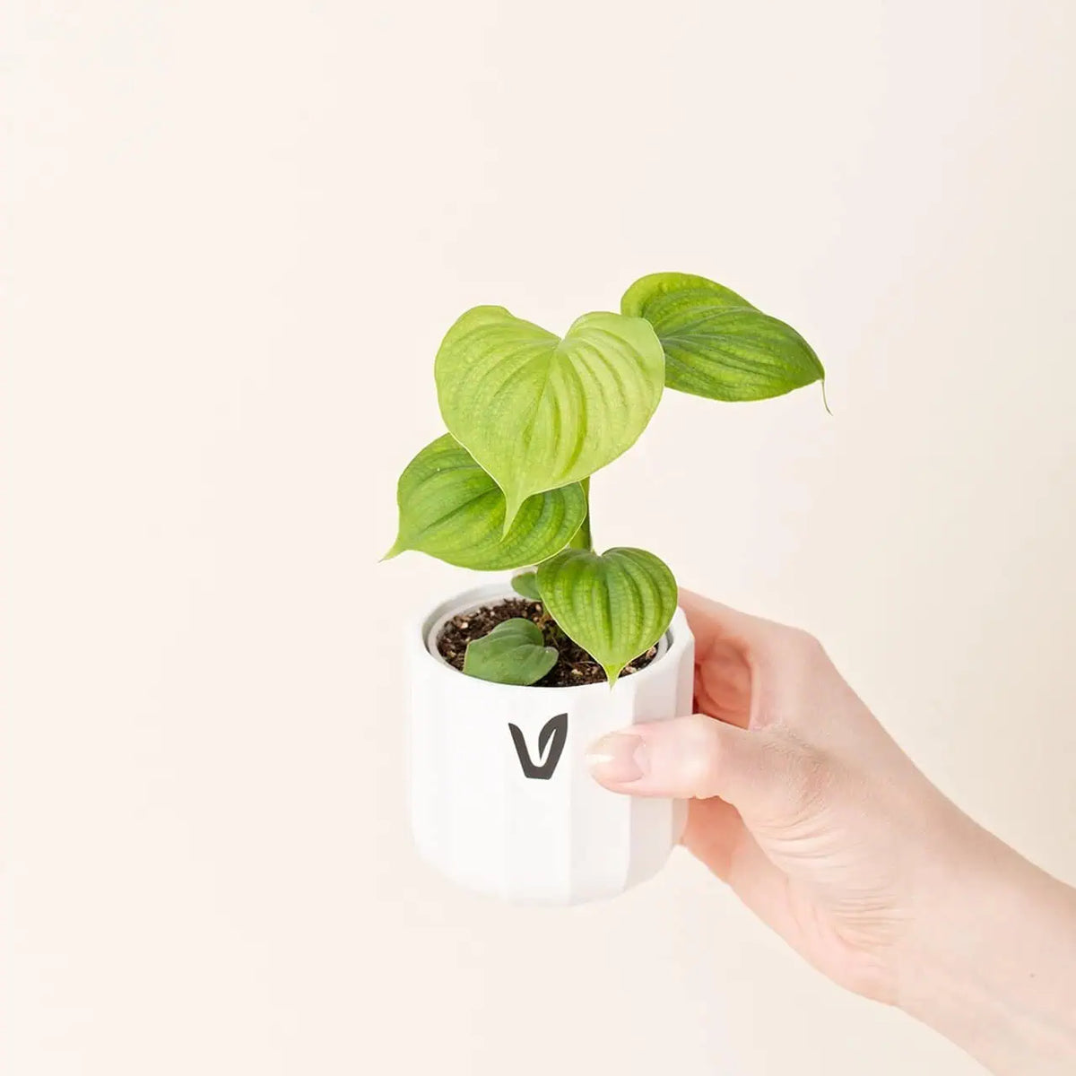 Philodendron fibraecataphyllum bébé (S)