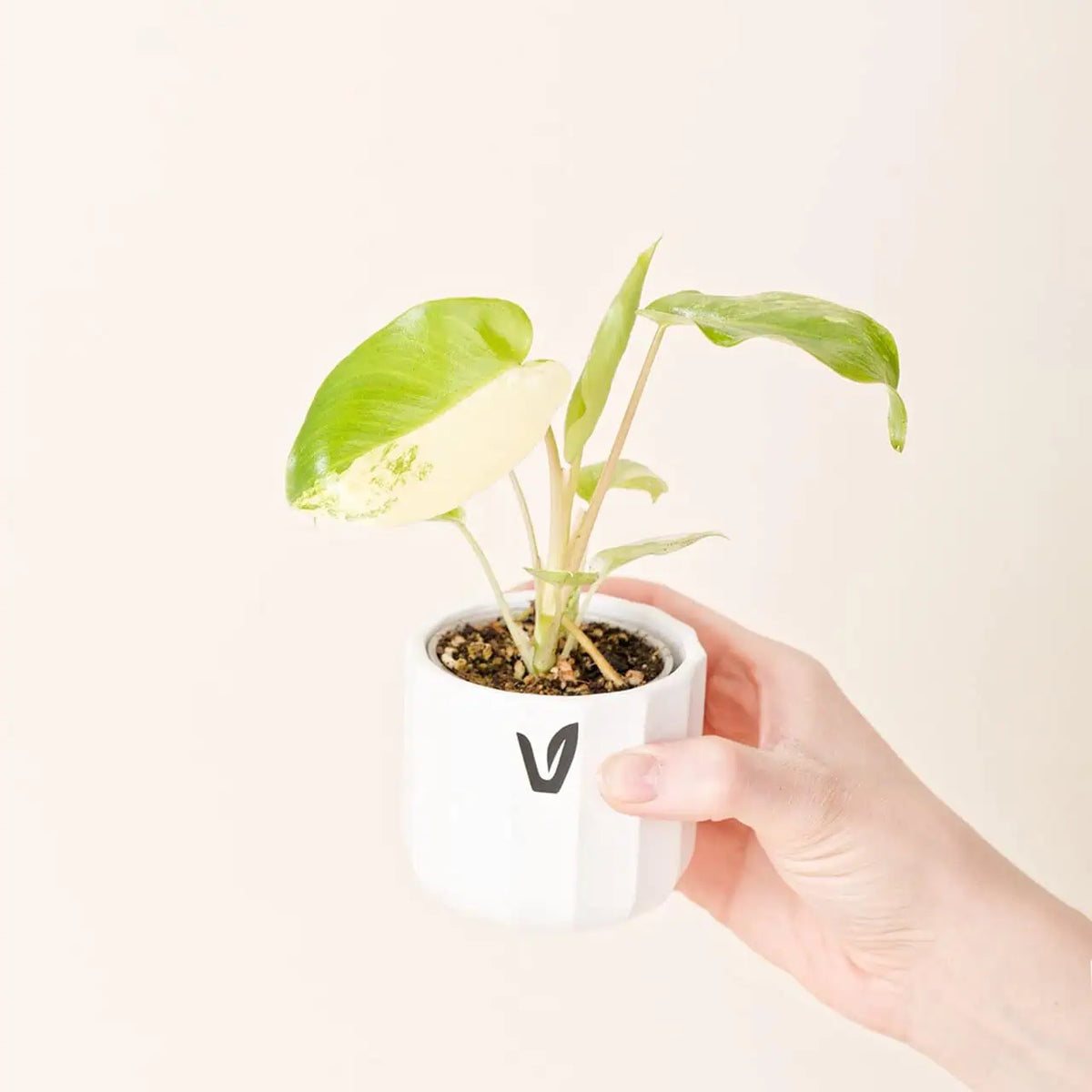 Philodendron ‘Burle Marx Variegata’ Bébé