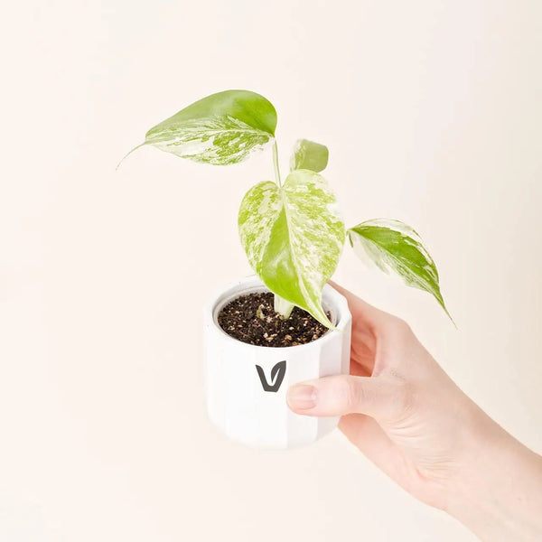 Monstera deliciosa borsigiana ‘Albo variegata’ bébé (S)