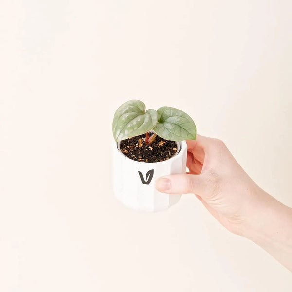 Anthurium luxurians bébé (S)