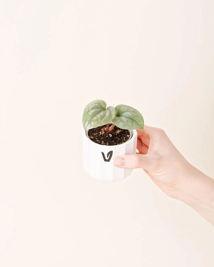 Anthurium luxurians bébé (S)