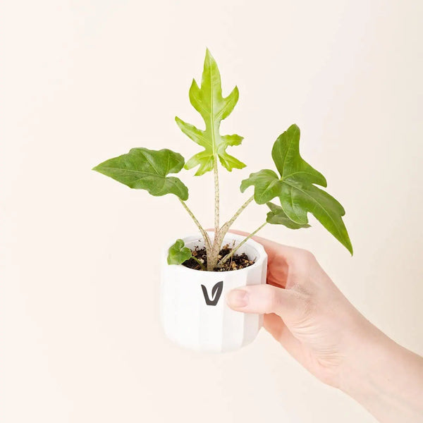Alocasia brancifolia bébé (S)