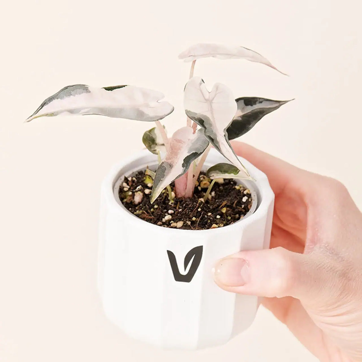 Alocasia amazonica ‘Bambino Pink Variegata’ bébé (S)