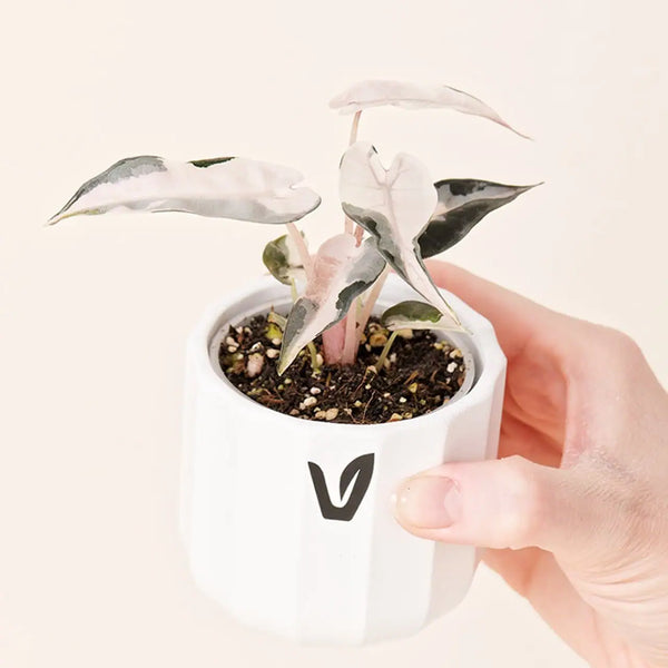Alocasia amazonica ‘Bambino Pink Variegata’ bébé (S)