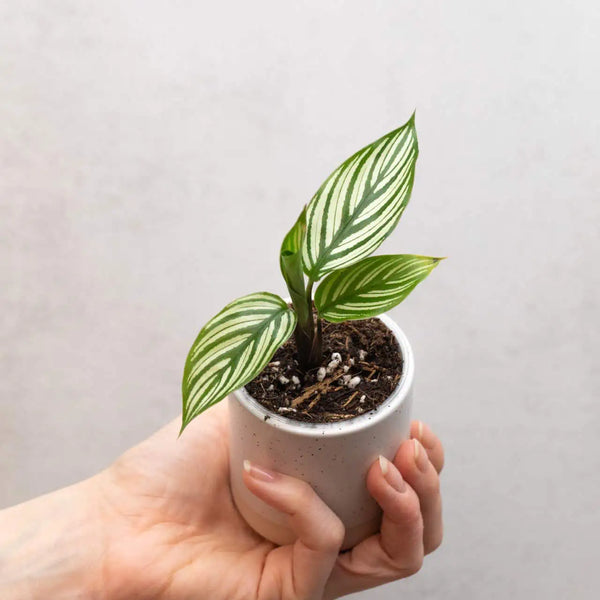 Calathea vittata bébé (S)
