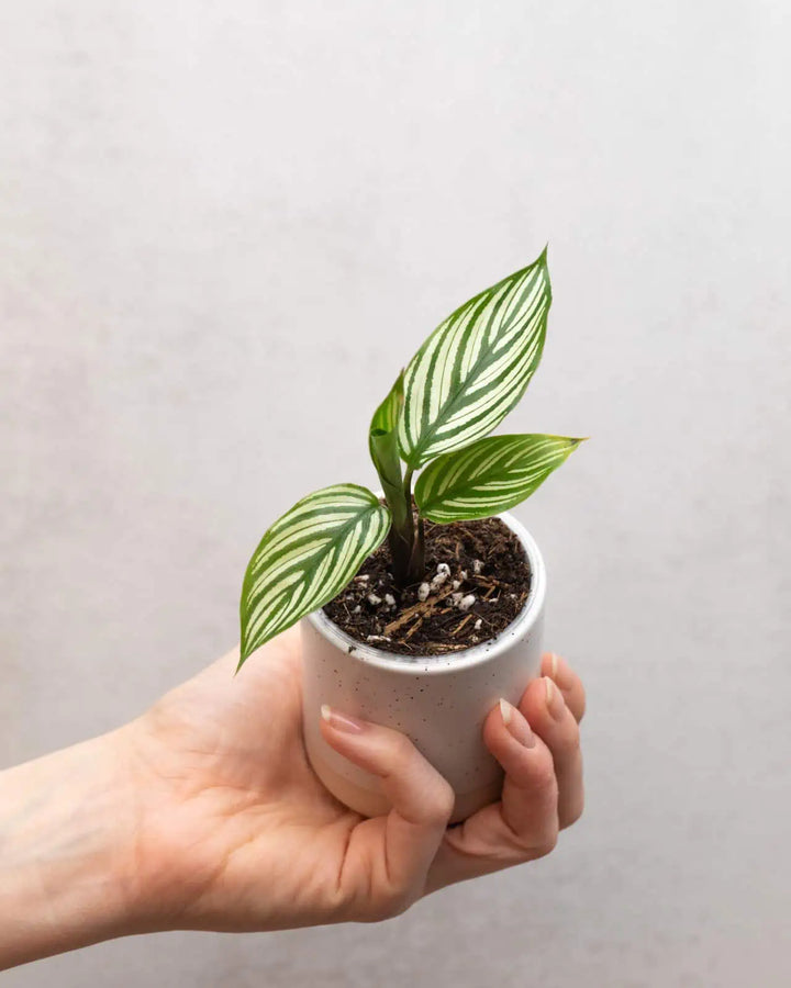 Calathea vittata bébé (S)