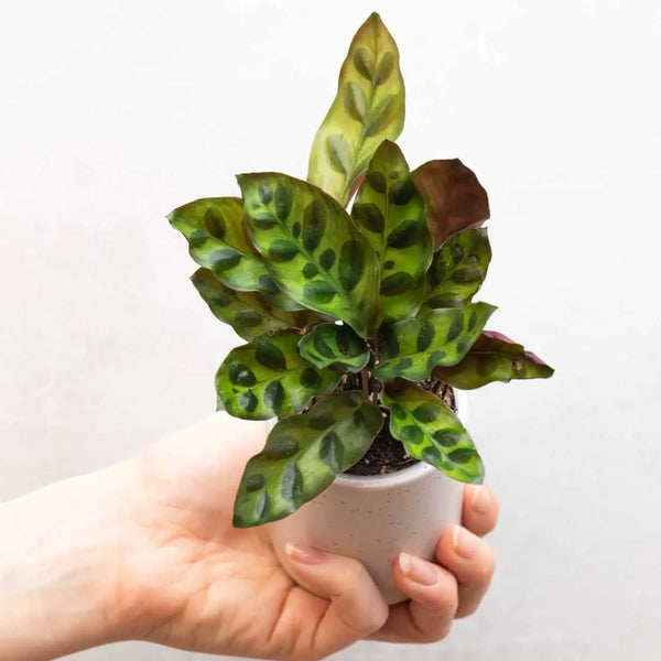 Calathea lancifolia bébé (S)