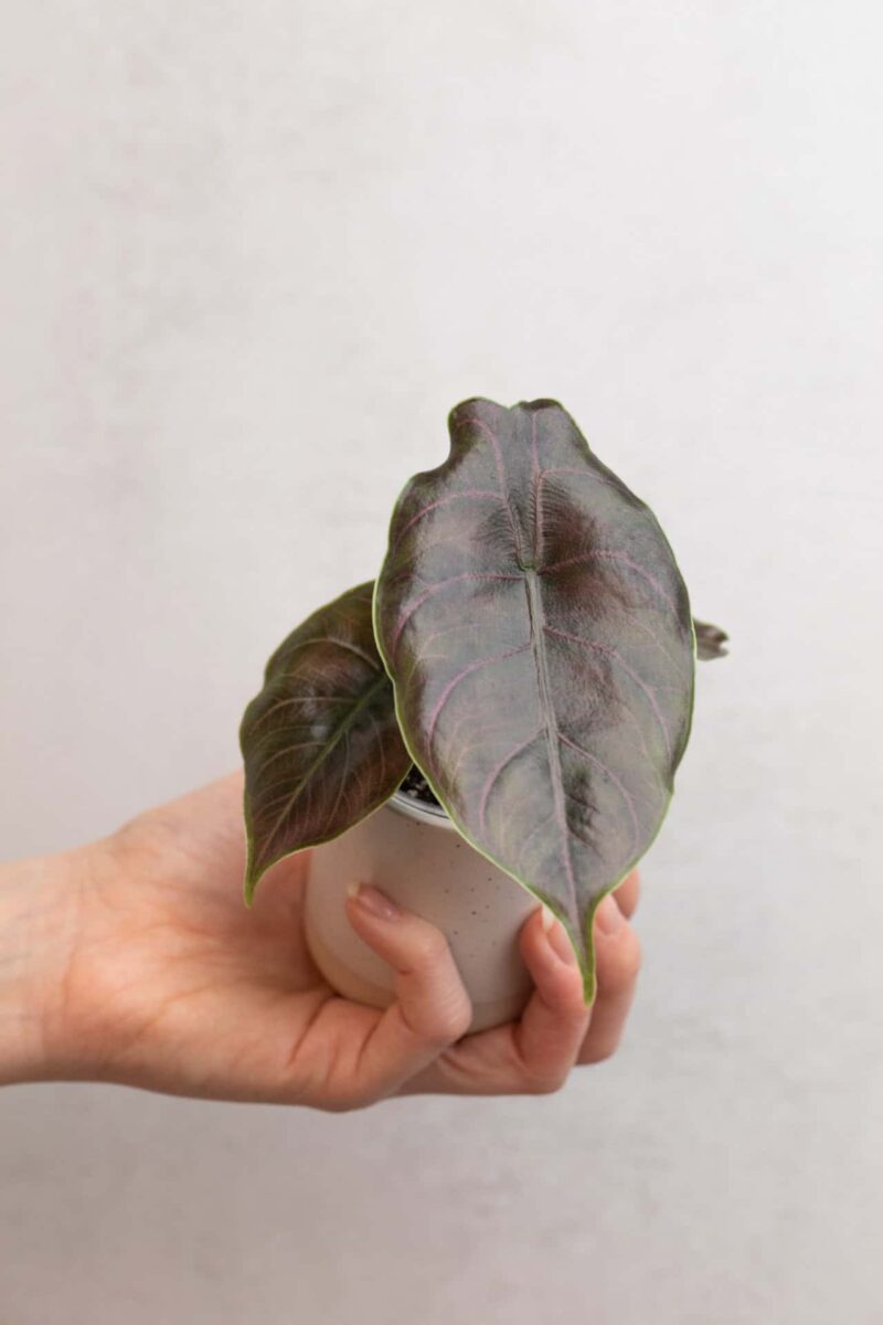 Alocasia azlanii bébé (S)