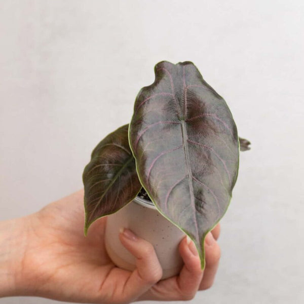 Alocasia azlanii bébé (S)