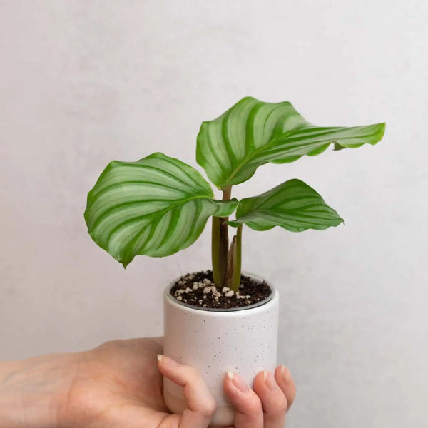 Calathea orbifolia bébé (S)