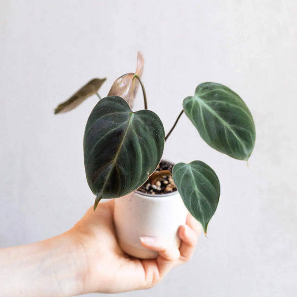 Philodendron rubrijuvenile ‘El Choco Red’ bébé (S)