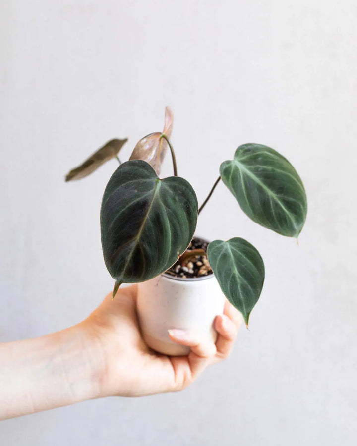 Philodendron rubrijuvenile ‘El Choco Red’ bébé (S)