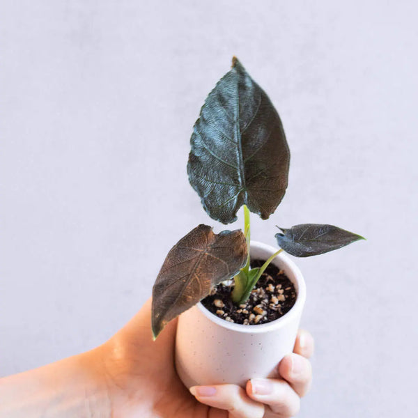 Alocasia chienlii ‘Antoro Velvet’ Bébé (S)
