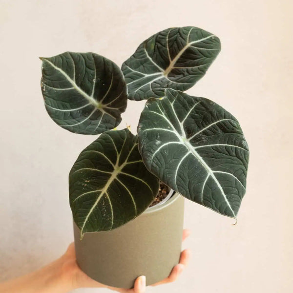 Alocasia reginula ‘Black Velvet’ (M)