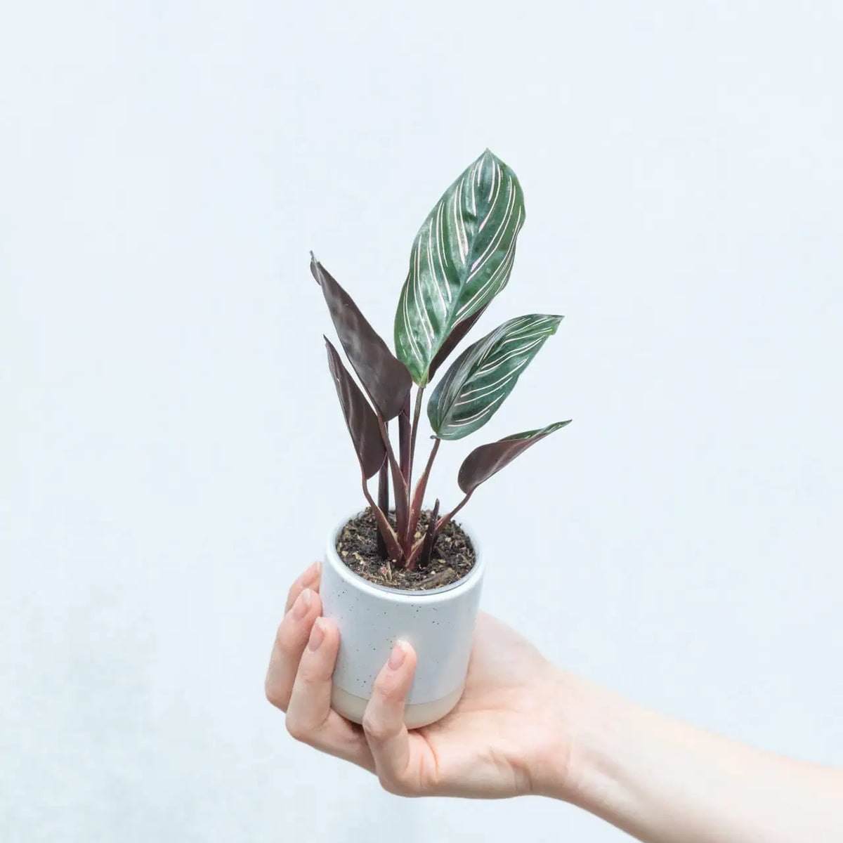 Calathea ornata ‘Sanderiana’ bébé (S)