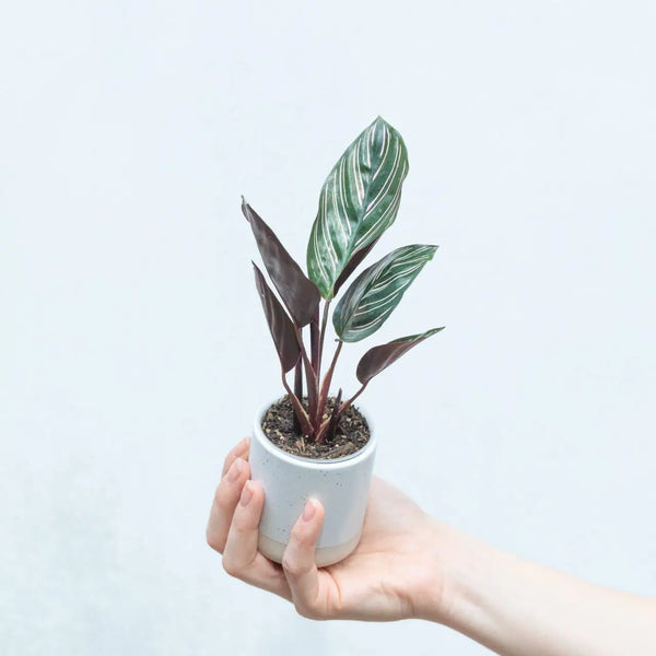 Calathea ornata ‘Sanderiana’ bébé (S)