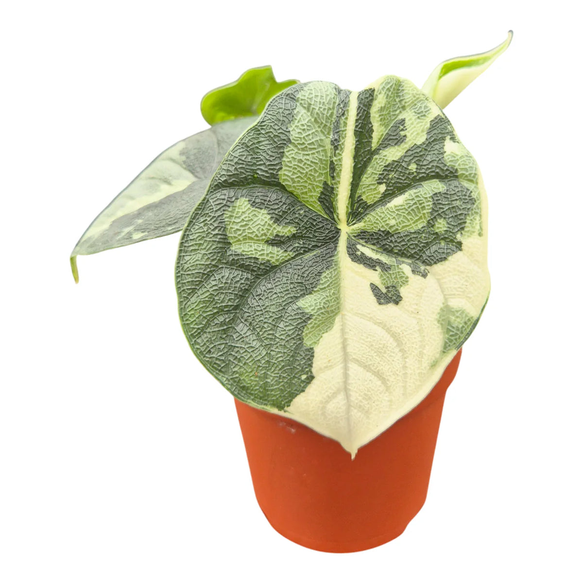 Alocasia Melo Variegata