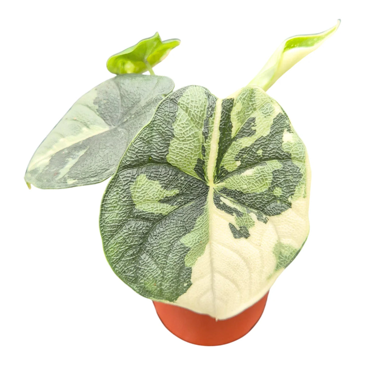 Alocasia Melo Variegata