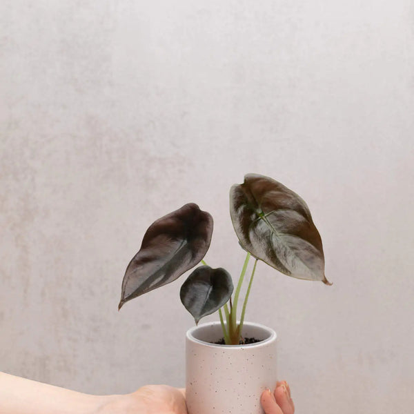 Alocasia cuprea ‘Red Secret’ bébé (S)