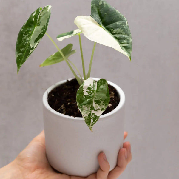Alocasia micholitziana ‘Frydek Variegata’ bébé (S)