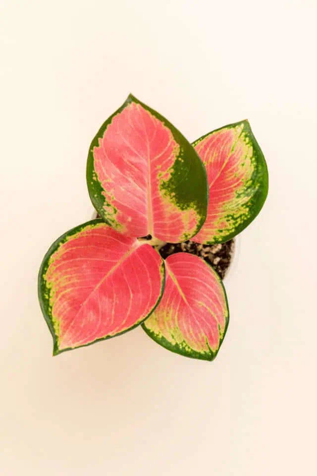 Aglaonema commutatum ‘Red King’ bébé (S)
