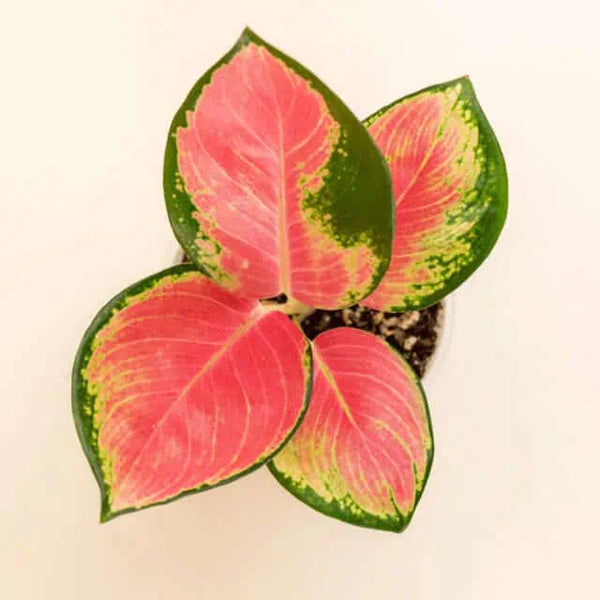 Aglaonema commutatum ‘Red King’ bébé (S)