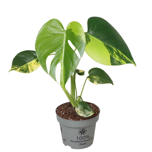 Monstera deliciosa 'Aurea Variegata'