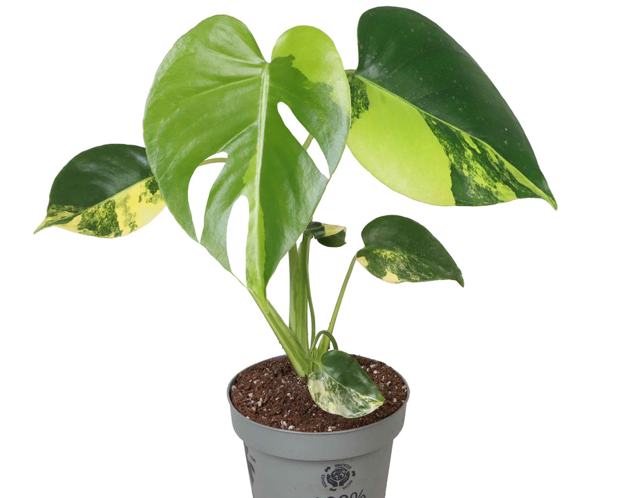 Monstera deliciosa 'Aurea Variegata'