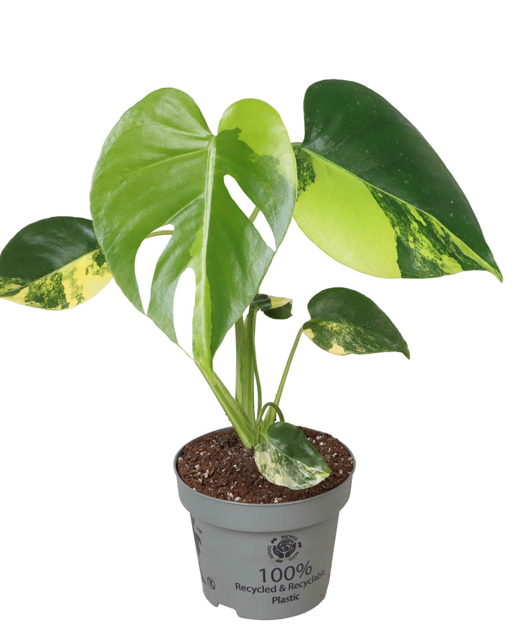 Monstera deliciosa 'Aurea Variegata'