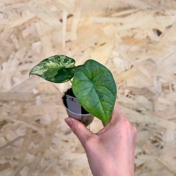 Alocasia melo ‘Variegata