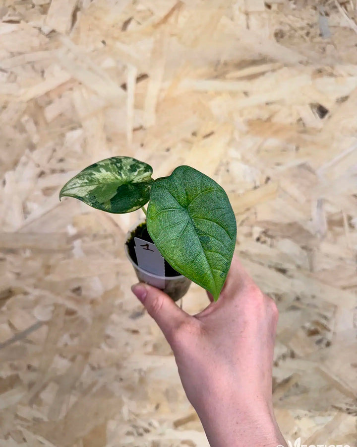 Alocasia melo ‘Variegata