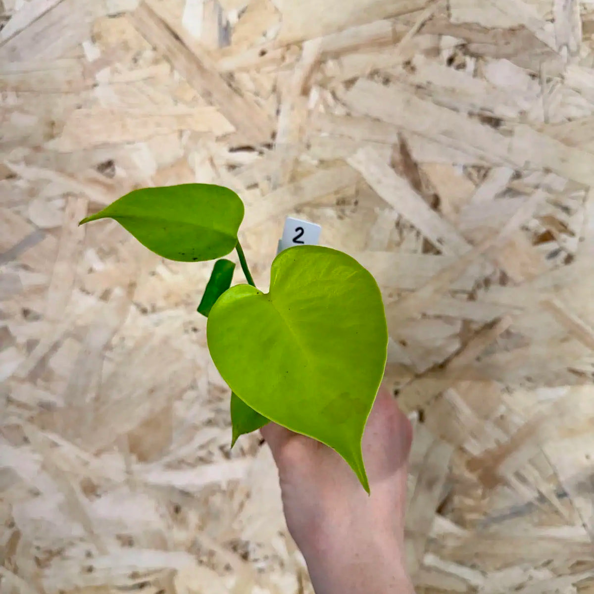 Monstera deliciosa Lemon Cheese