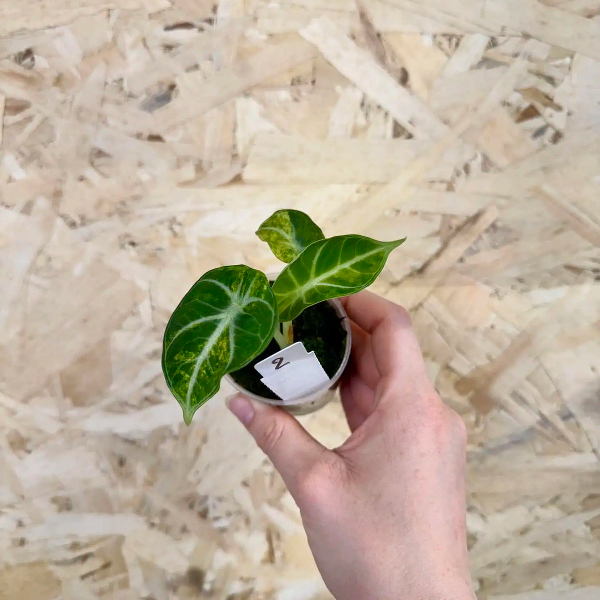 Alocasia reginula Ninja Aurea Variegata