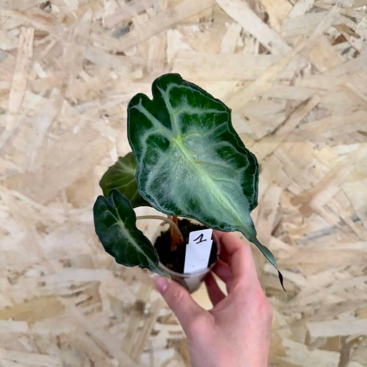 Alocasia amazonica Venom