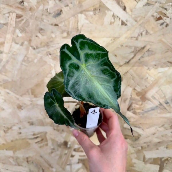 Alocasia amazonica Venom
