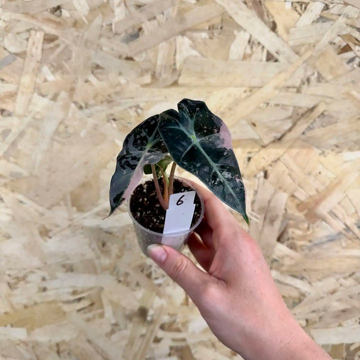 Alocasia amazonica Polly Pink Variegata