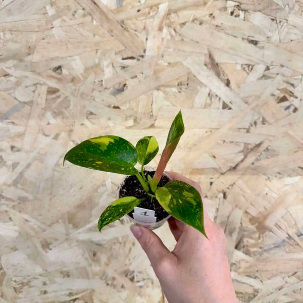 Philodendron Green Congo Variegata