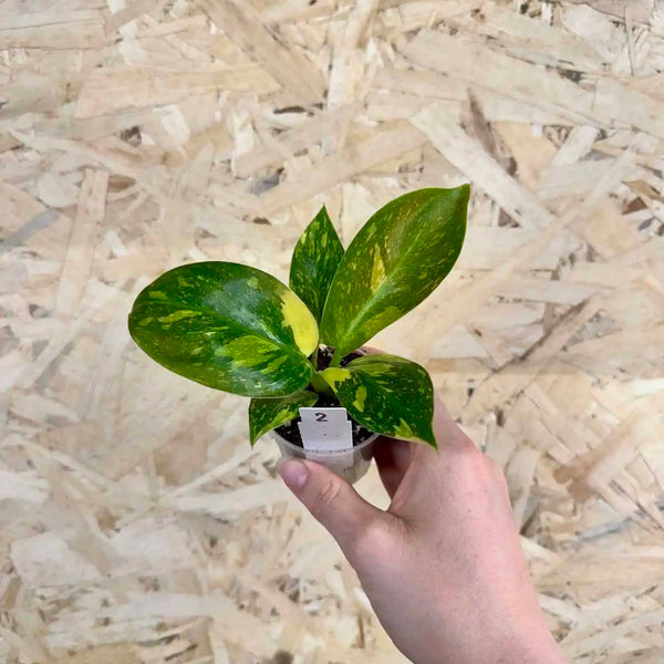 Philodendron Green Congo Variegata