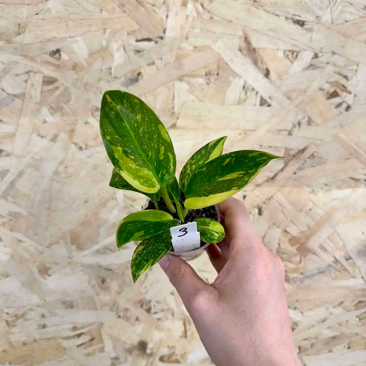 Philodendron Green Congo Variegata