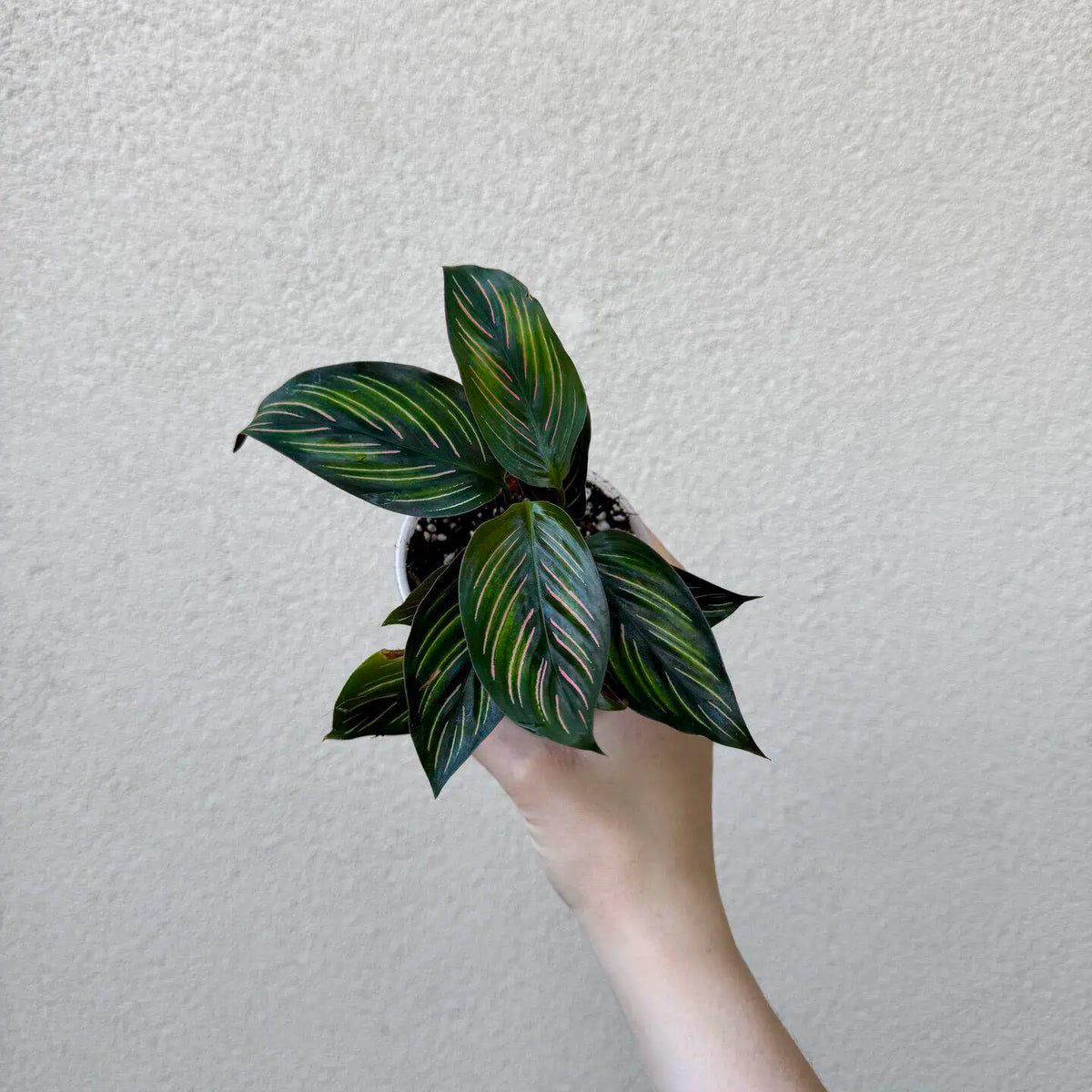 Calathea ornata ‘Sanderiana’ (M)