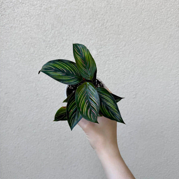 Calathea ornata ‘Sanderiana’ (M)