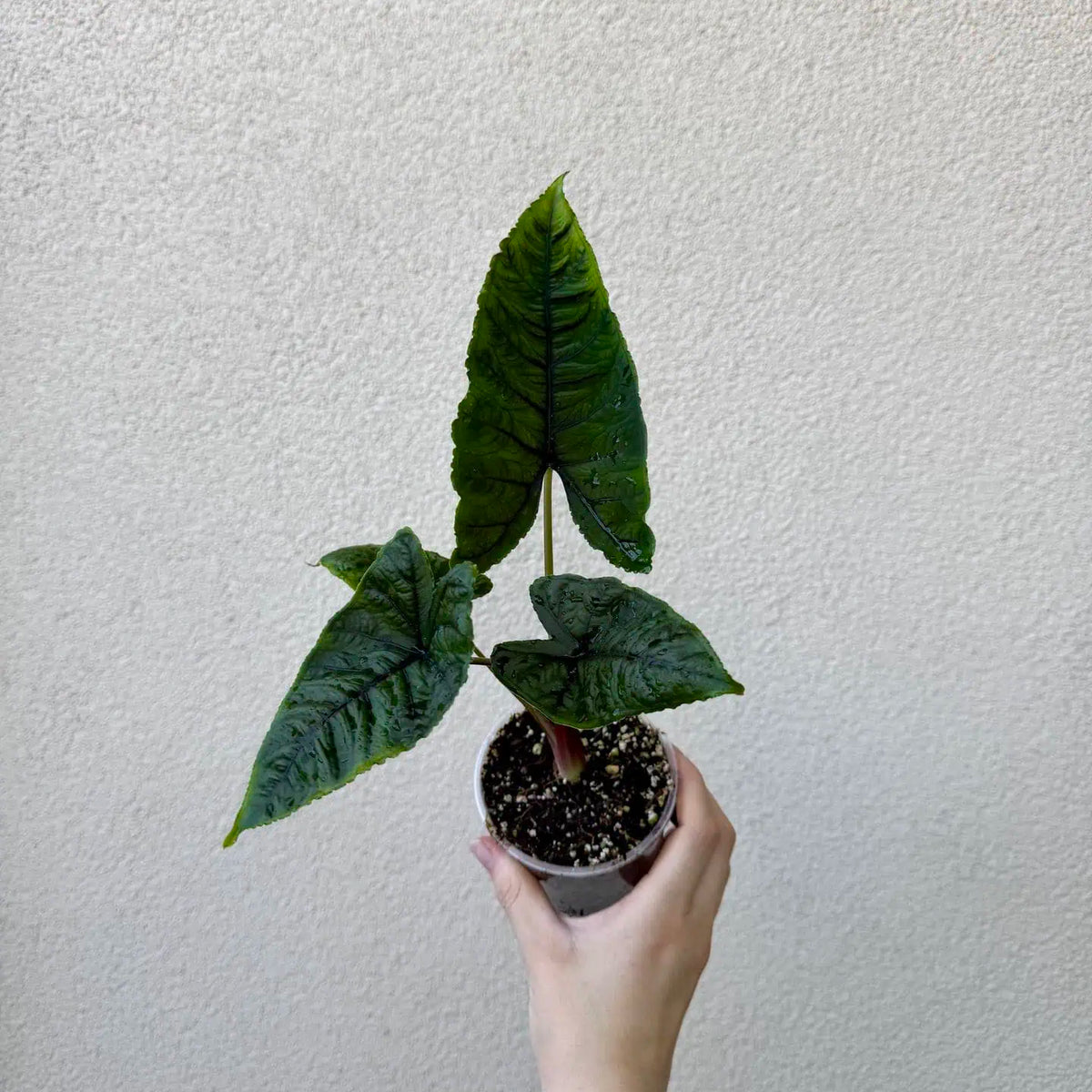 Alocasia sp ‘Olanii’