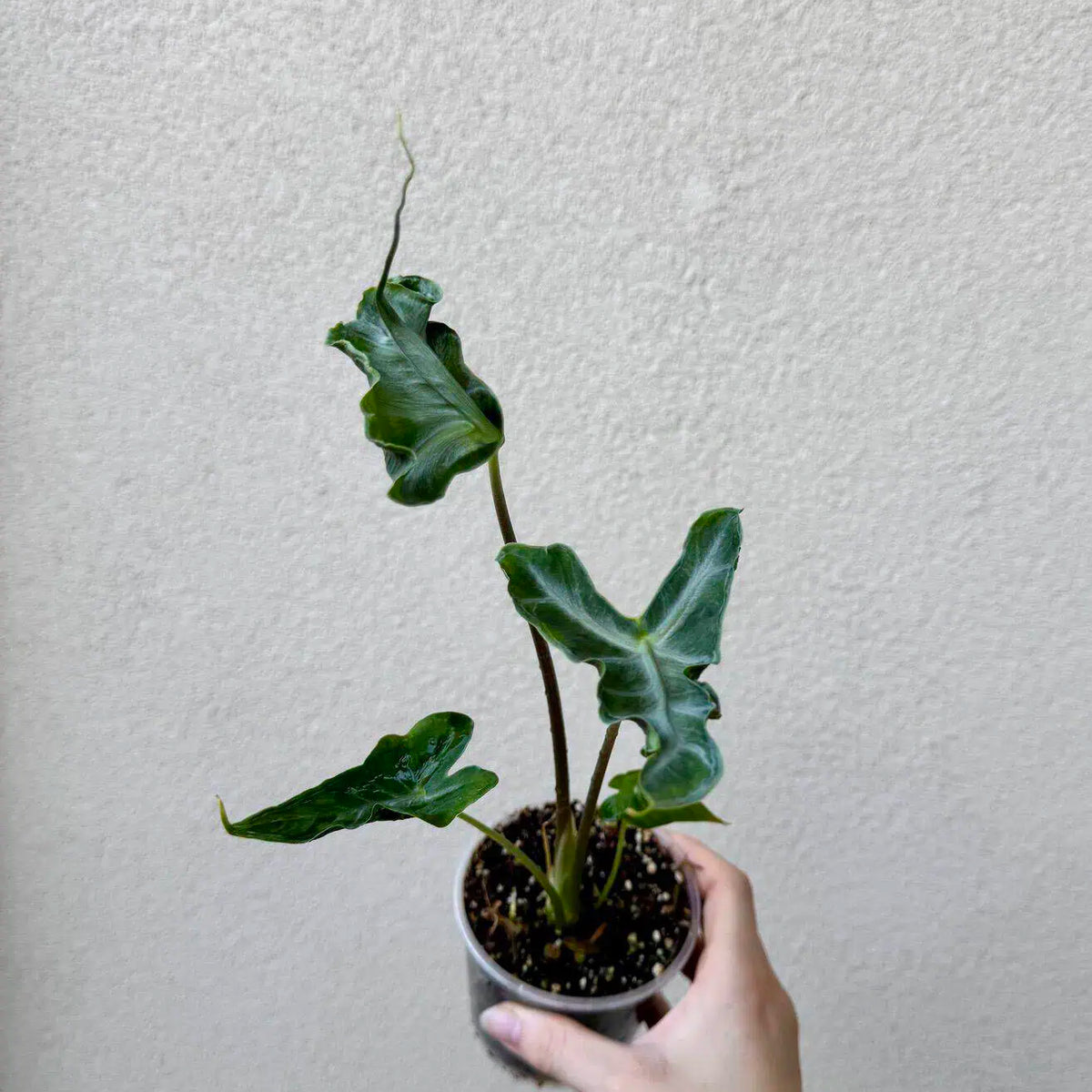 Alocasia portei ‘Teletubbie’ (M)
