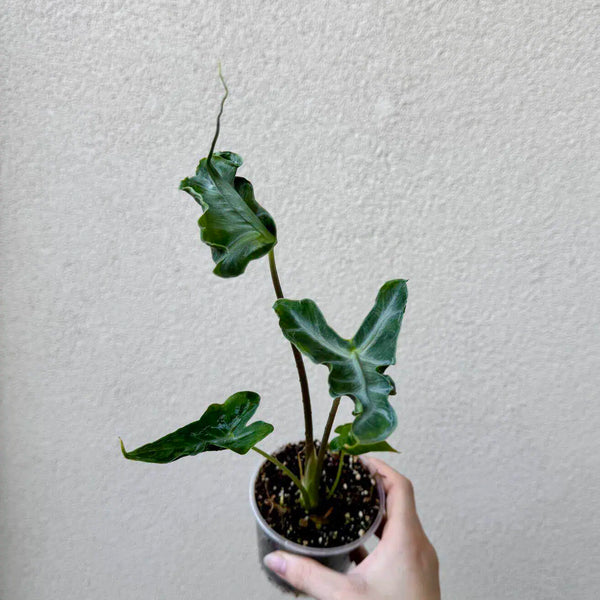 Alocasia portei ‘Teletubbie’ (M)