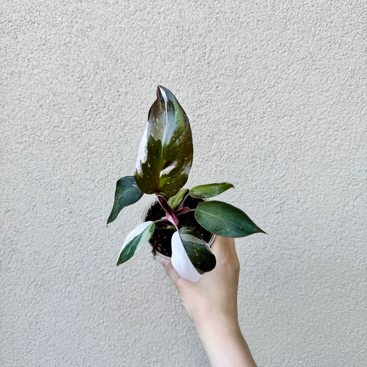 Philodendron erubescens ‘Red Anderson’