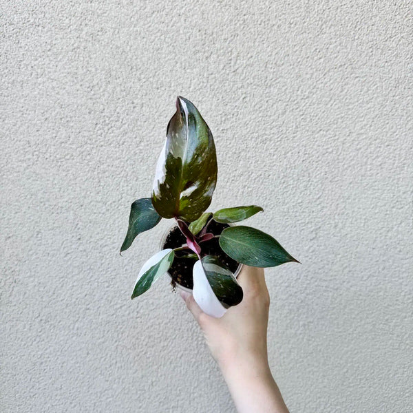 Philodendron erubescens ‘Red Anderson’