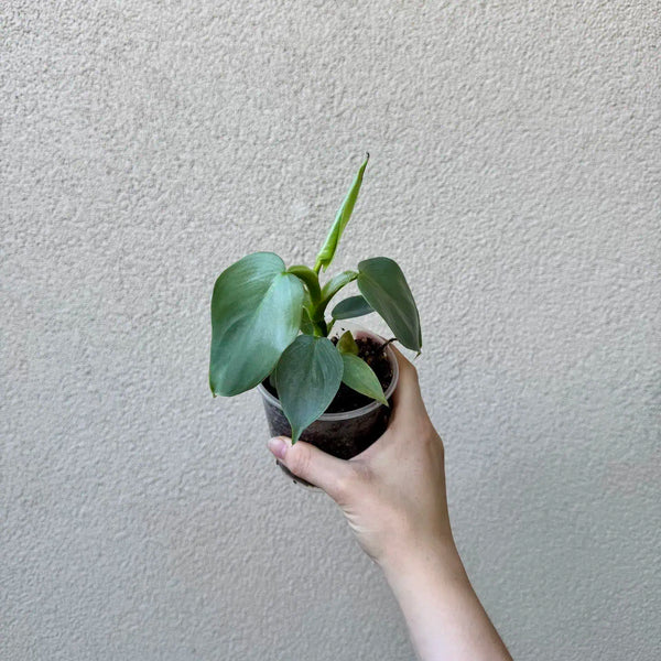 Philodendron hastatum ‘Silver Sword’ (M)
